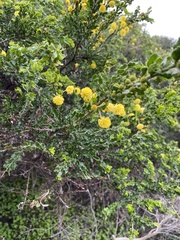Acacia paradoxa