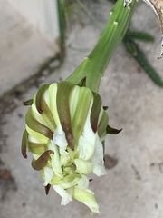 Acanthocereus tetragonus