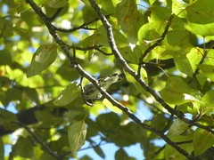 Setophaga coronata auduboni