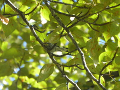 Setophaga coronata auduboni