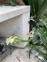 Acanthocereus tetragonus