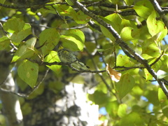 Setophaga coronata auduboni
