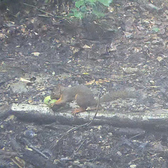 Sciurus lis