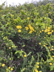 Acacia paradoxa