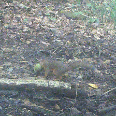 Sciurus lis