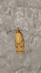 Sparganothis sulfureana