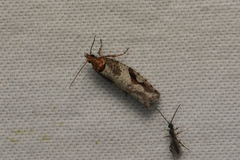 Tortricoidea