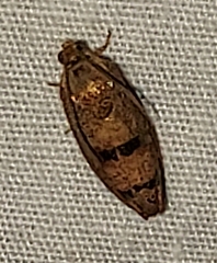 Cydia latiferreana