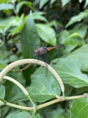 Brachydiplax chalybea