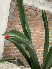 Acanthocereus tetragonus