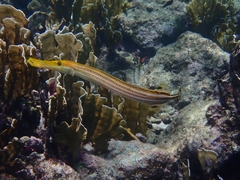Aulostomus maculatus