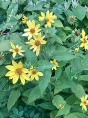 Helianthus decapetalus