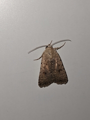 Caradrina clavipalpis