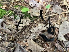 Geoglossum