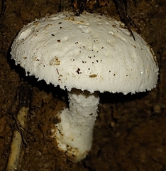 Amanita abrupta
