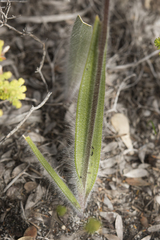 Caladenia longicauda
