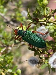 Eupompha fissiceps