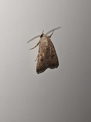 Caradrina clavipalpis