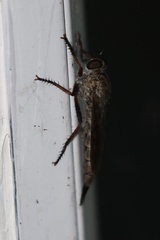 Neomochtherus willistoni