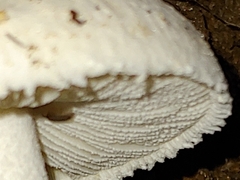 Amanita abrupta