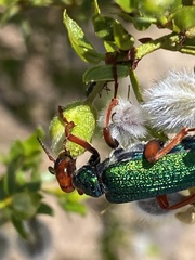 Eupompha fissiceps