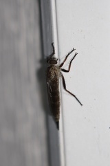 Neomochtherus willistoni