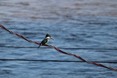 Chloroceryle amazona