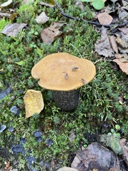 Leccinum versipelle