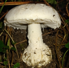 Amanita abrupta