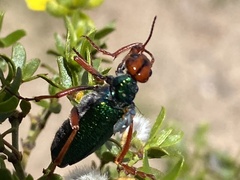 Eupompha fissiceps
