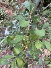 Salix scouleriana