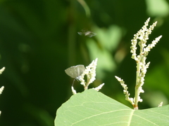 Celastrina