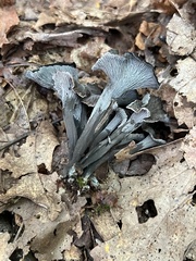 Craterellus caeruleofuscus