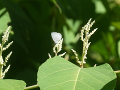 Celastrina