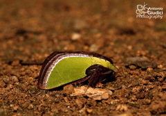 Melinaria pseudorepanda