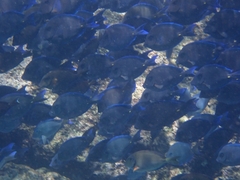Acanthurus coeruleus