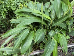 Alpinia