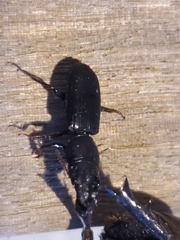 Scarites subterraneus