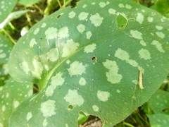 Pulmonaria officinalis