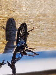 Scarites subterraneus