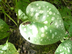 Pulmonaria officinalis