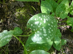 Pulmonaria officinalis