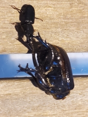 Scarites subterraneus