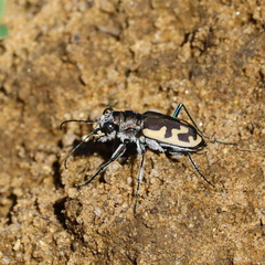 Cicindela formosa