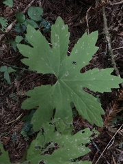 Petasites frigidus