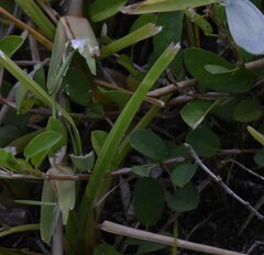 Alysicarpus vaginalis