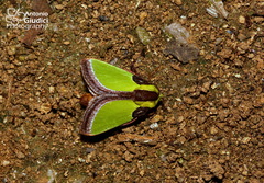 Melinaria pseudorepanda