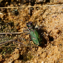Cicindela purpurea