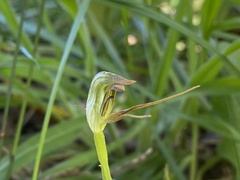Pterostylis oblonga