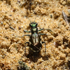 Cicindela scutellaris